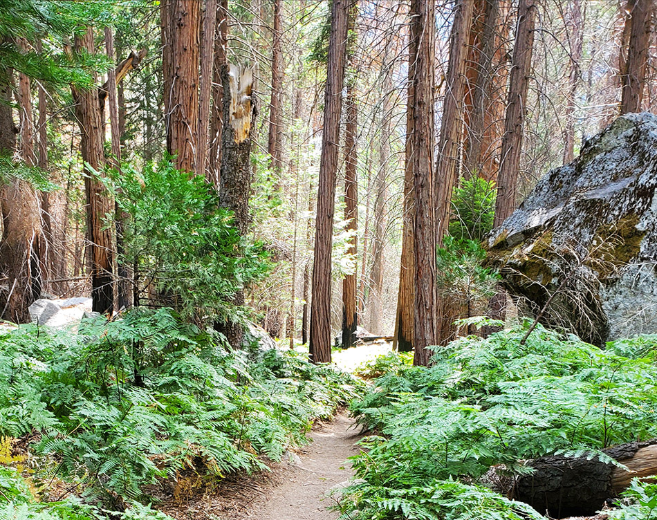 photo of mist falls trail